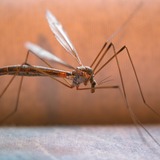 HG HGX tegen muggen en vliegen insecticide 400ml