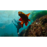 GoPro 1.2m Extension Pole + Waterproof Shutter Remote bevestiging Zwart, Bluetooth