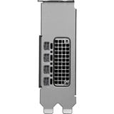 NVIDIA® RTX PRO 2000 Blackwell grafische kaart GDDR7 ECC, 4x Mini-DisplayPort