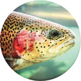 PopSockets Trout Head smartphonehouder