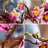 LEGO Botanicals - Magnoliatakken Constructiespeelgoed 11510, Retail